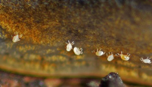 Riccardoella sp.